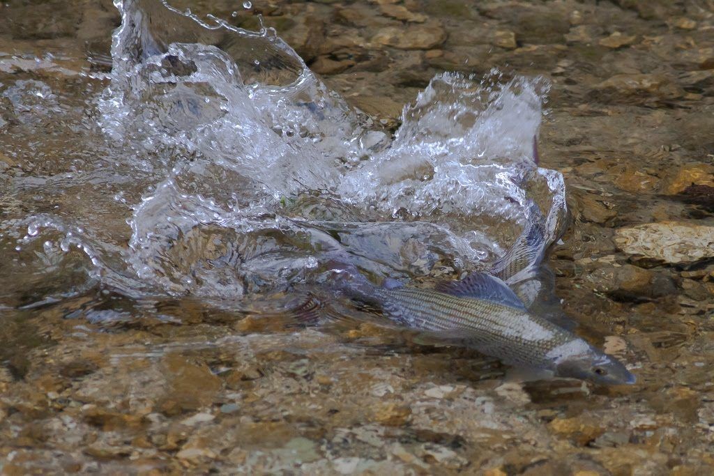 Äsche springt im seichten Wasser