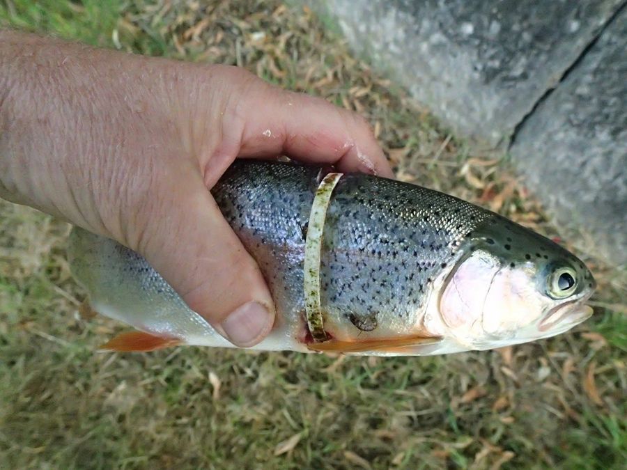 Bachforelle in der Hand eines Fischers
