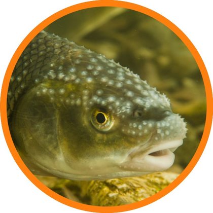 Kopf einer Äsche unter Wasser