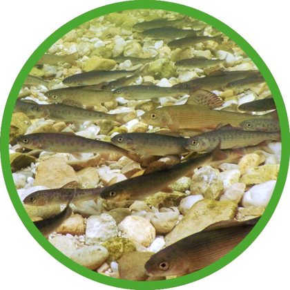 Junge Fische über Kiesgrund