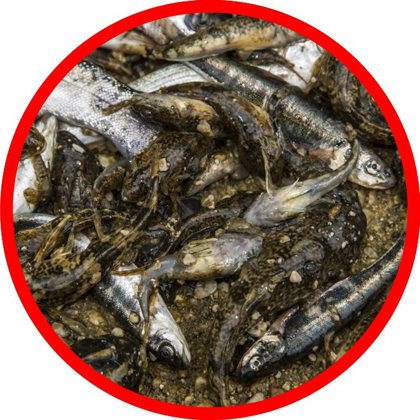 Verendete Fische
