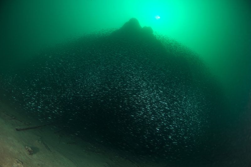 Seelauben-Schwarm im Attersee